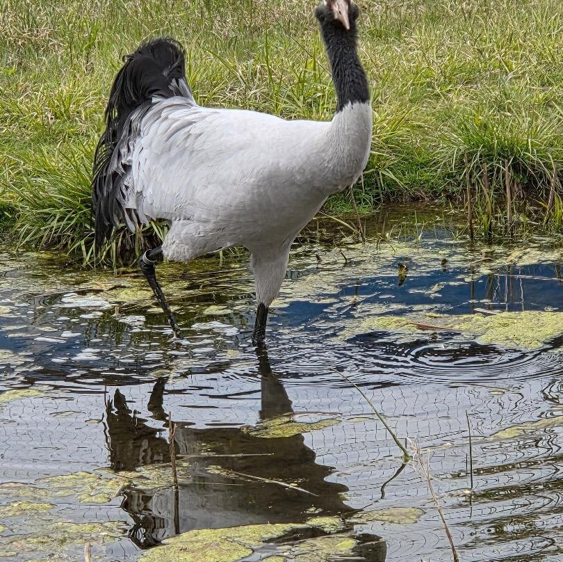 International Crane Foundation-巴拉布必去景点