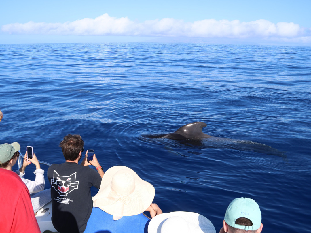 Atlantic Eco Experience | Whale Watching Tenerife-奥德杰海岸必去景点