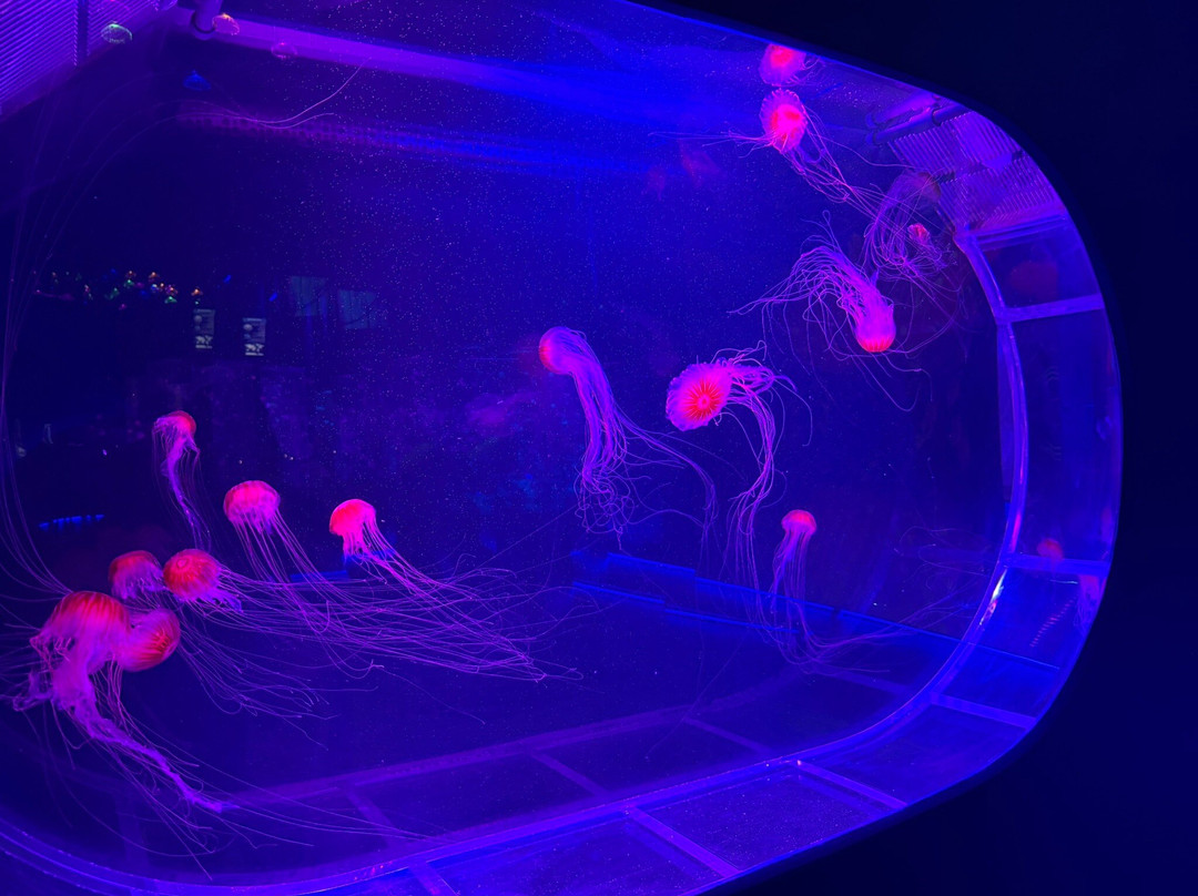 Jellies Museum Pompano Beach, FL