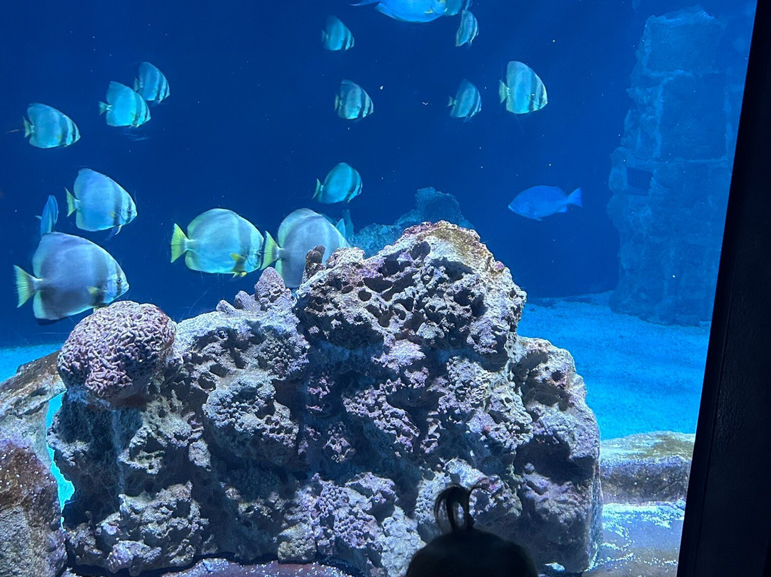 Acquario Di Livorno-里窝那必去景点