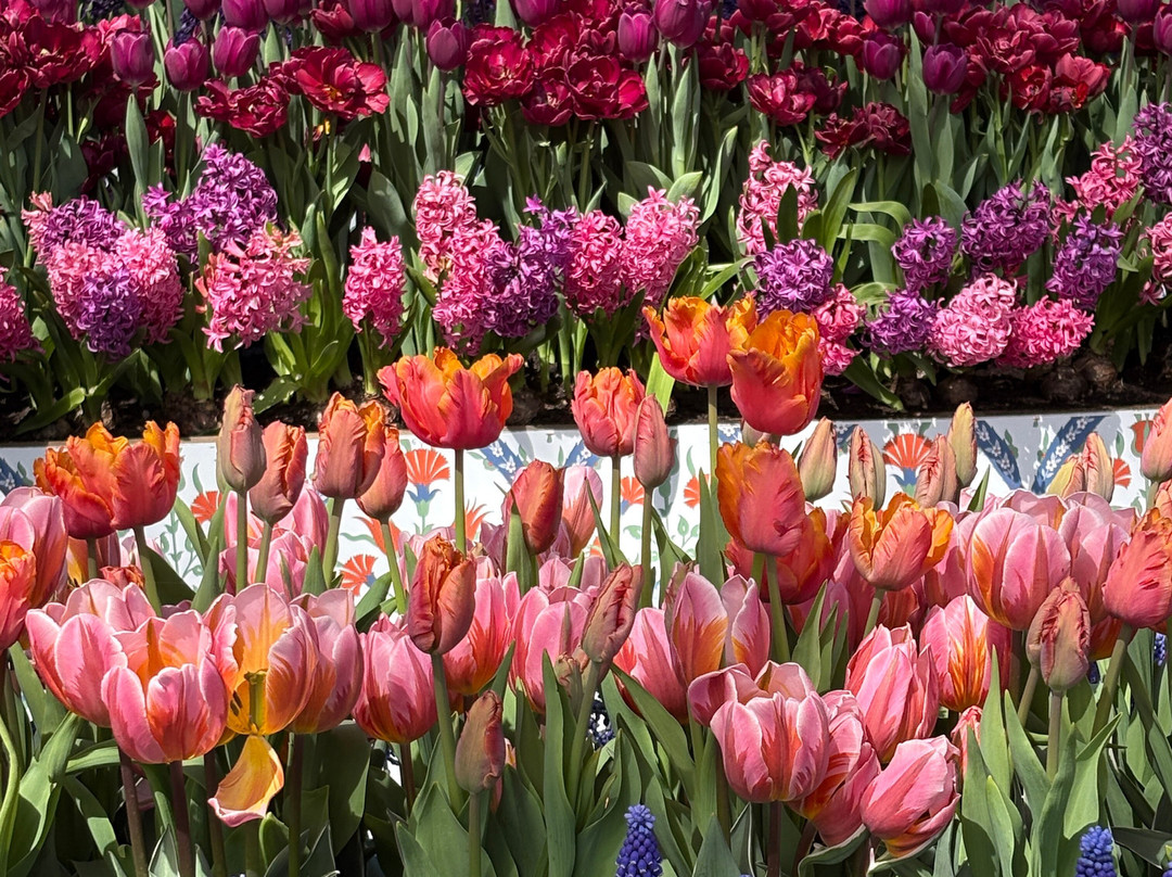 Tulleys Tulip Fields - Hertfordshire-圣奥尔本斯必去景点