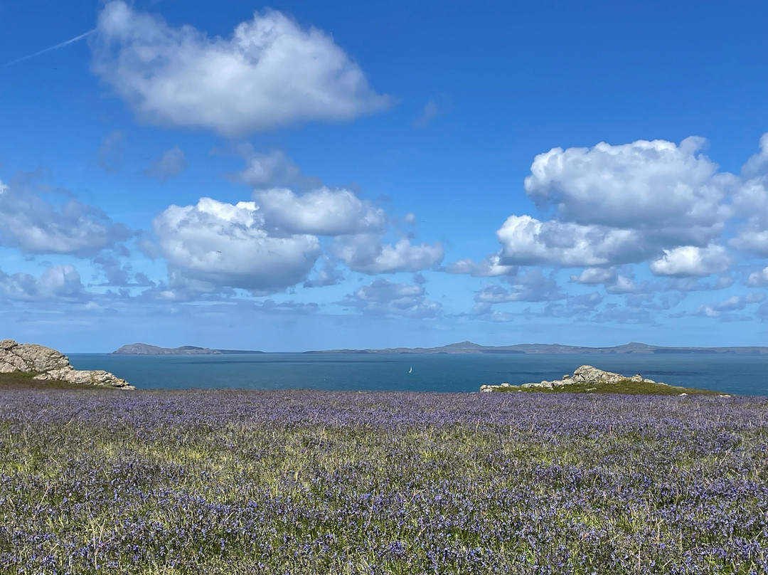 Pembrokeshire Islands Boat Trips-Marloes必去景点