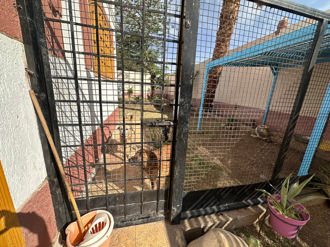 ACE - Animal Care in Egypt-卢克索必去景点