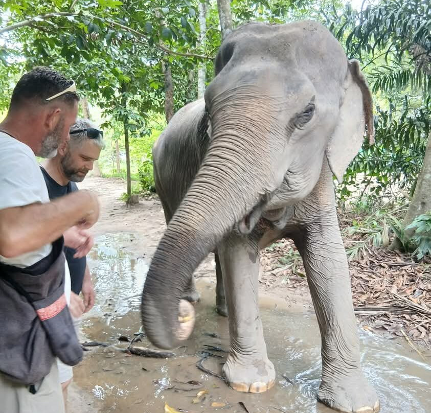 Phangan Elephant Sanctuary-帕岸岛必去景点