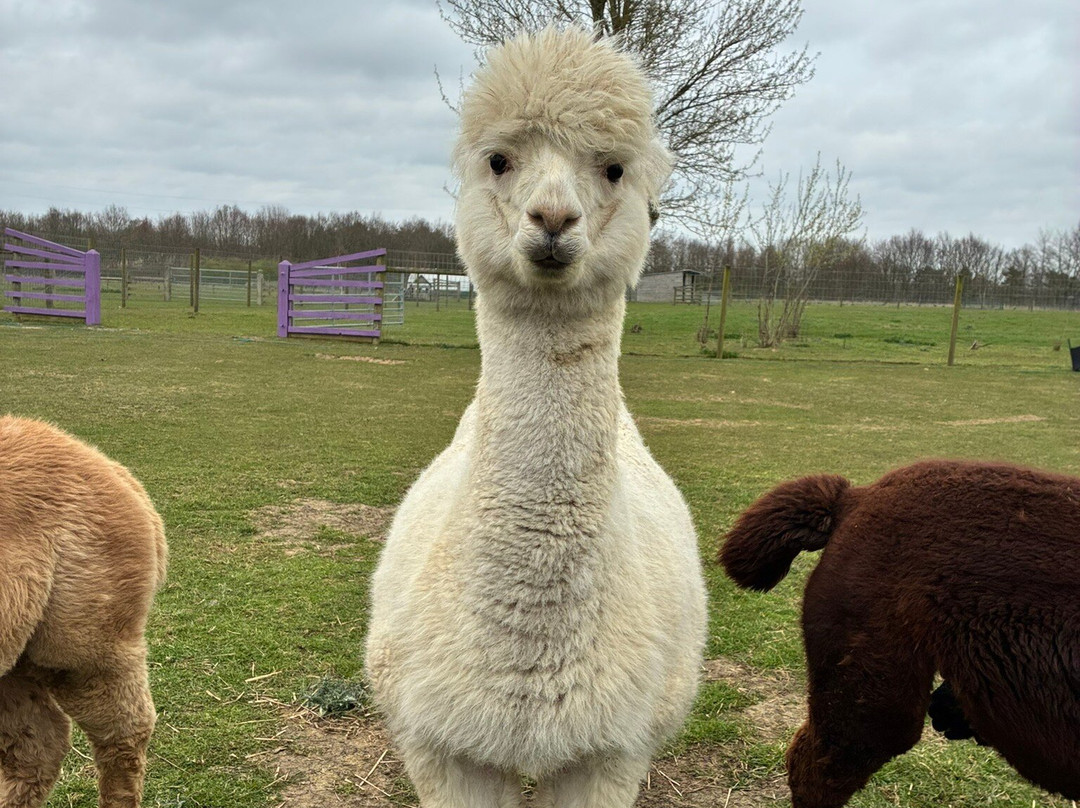 Stubbs Farm Alpacas-Loddon必去景点