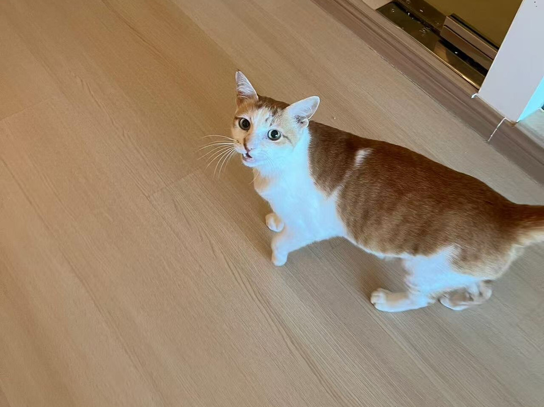 MIAO Hotel Kucing
