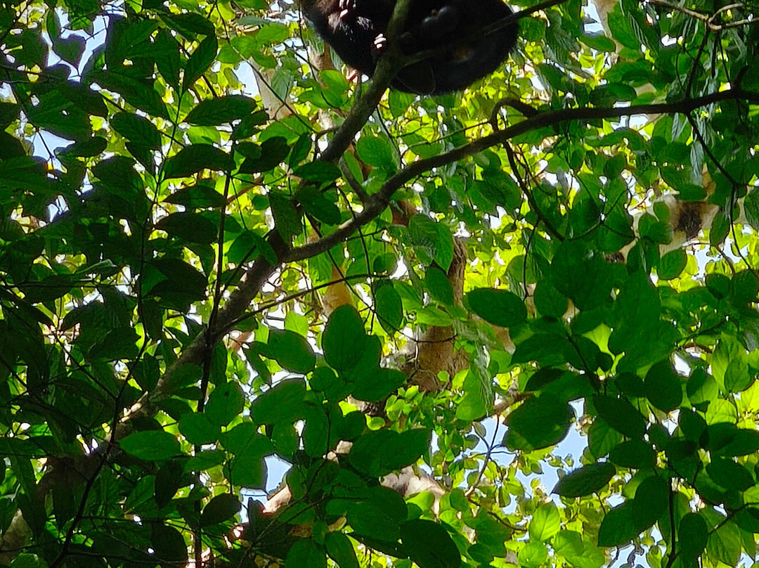 Budongo Forest Chimpanzee Tracking-Budongo必去景点