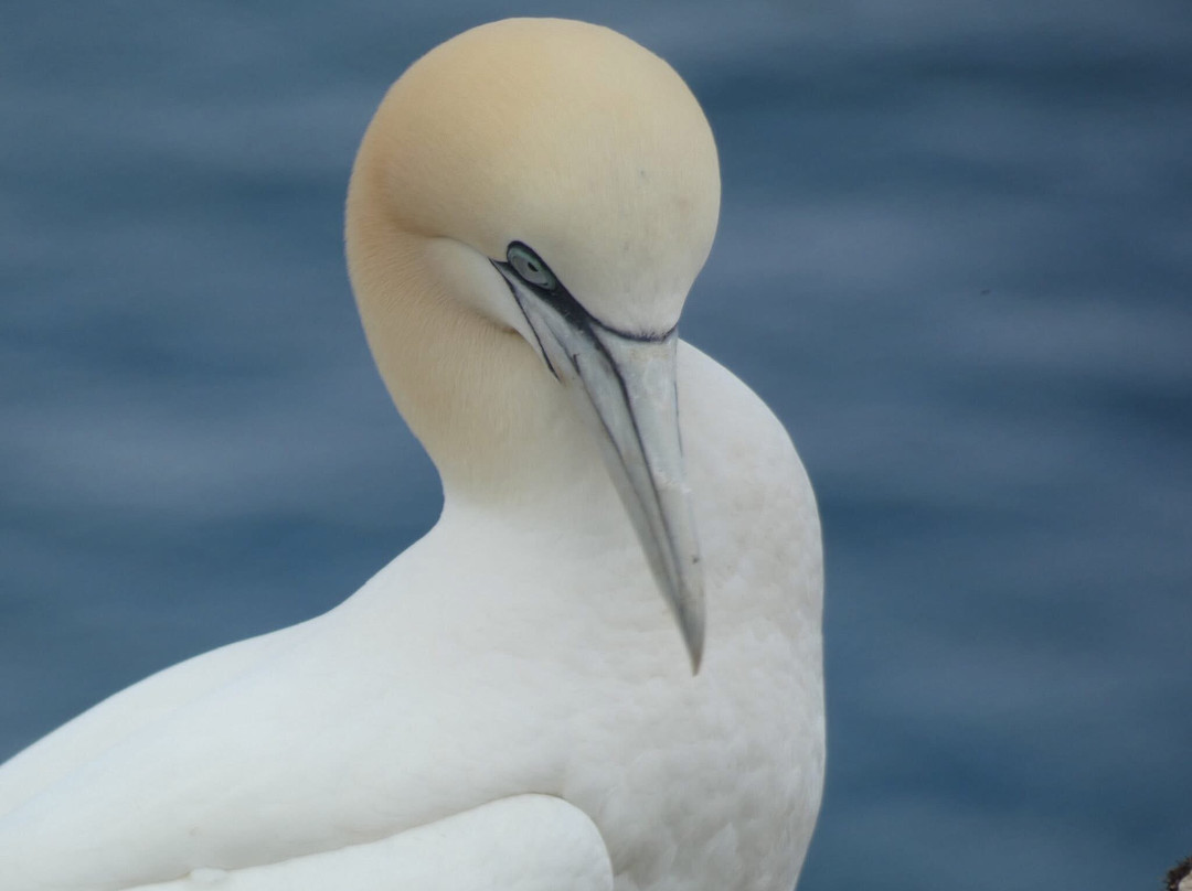 RSPB Bempton Cliffs-Bempton必去景点
