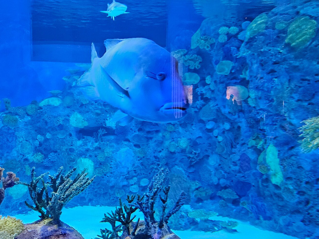 Mote Marine Laboratory & Aquarium-萨拉索塔必去景点