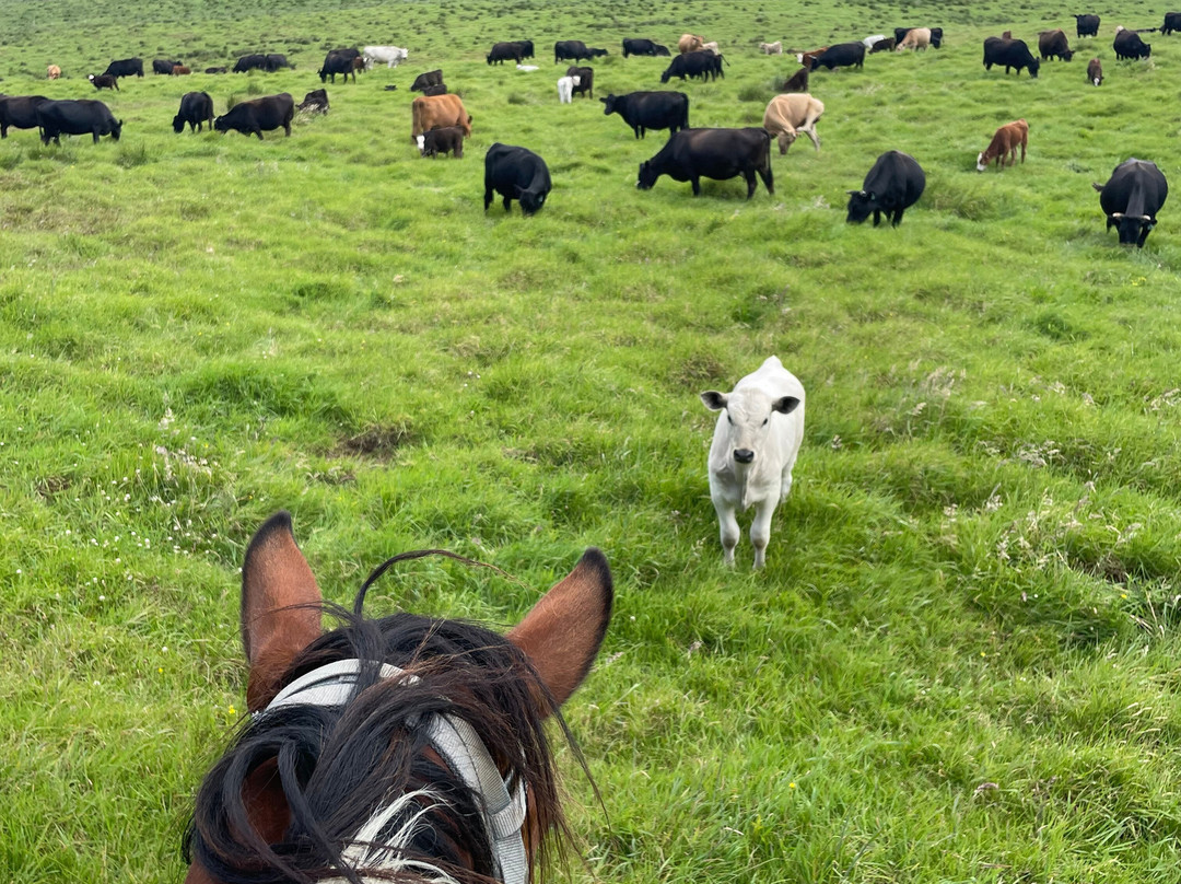 Na'alapa Stables - Kahua Ranch-卡慕也拉必去景点