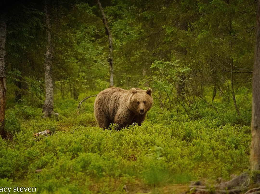 Martinselkonen Wilds Centre-Suomussalmi必去景点