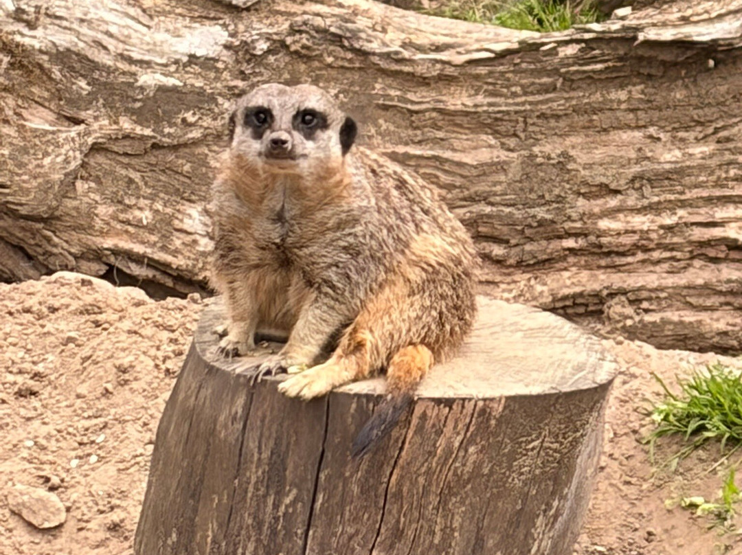 Manor Wildlife Park-St. Florence必去景点