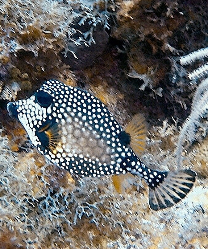 Scubaqua Dive Center-圣尤斯泰希厄斯岛必去景点