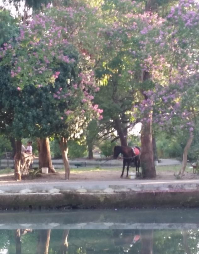 Park With Swans-New Athos必去景点