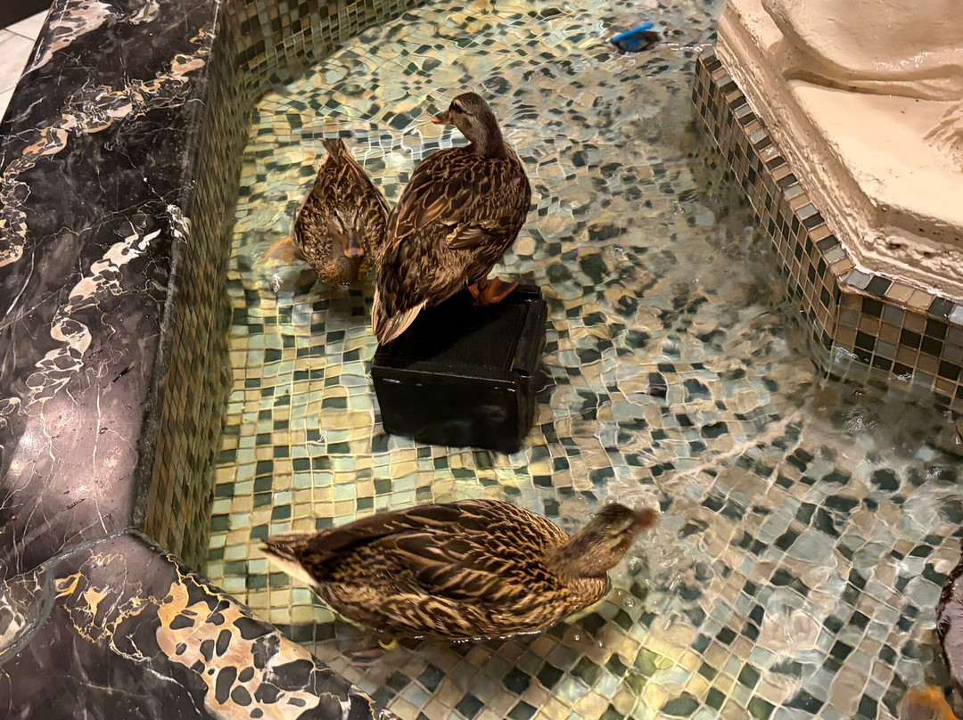 孟菲斯匹尔波地酒店主图