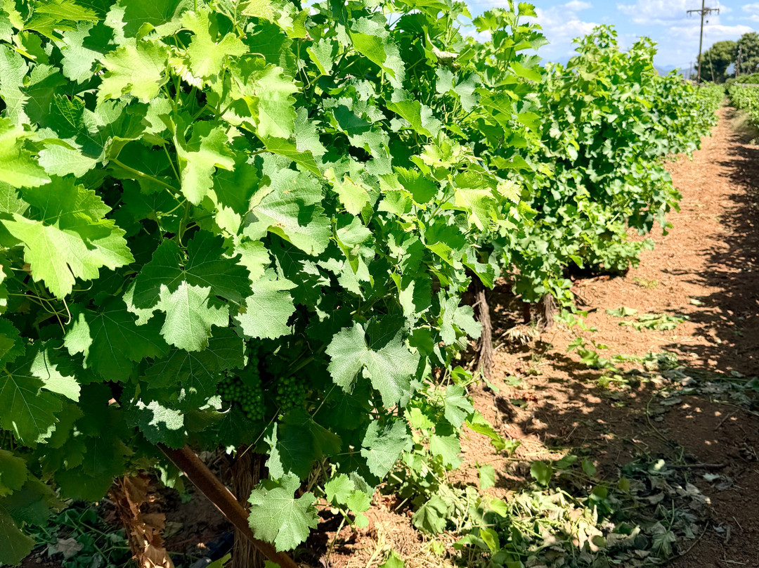 Giannikos Winery-科林斯必去景点