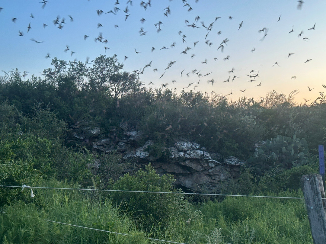 Frio Bat Flight Tours-Concan必去景点