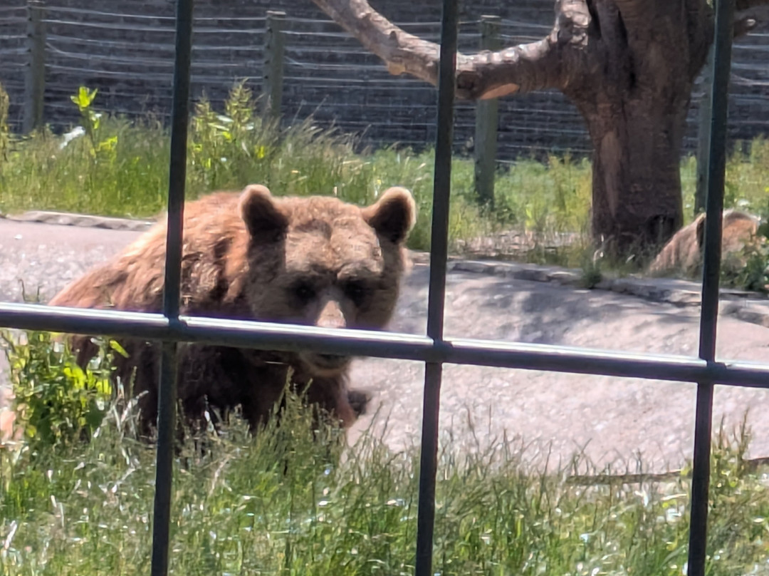 Camperdown Wildlife Centre-敦提必去景点