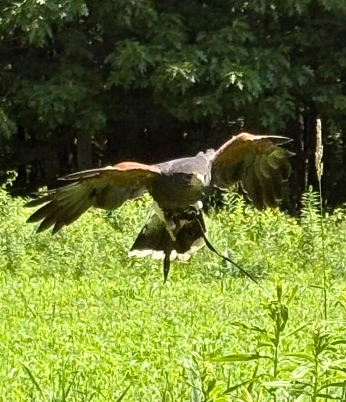 Monadnock Falconry-Temple必去景点