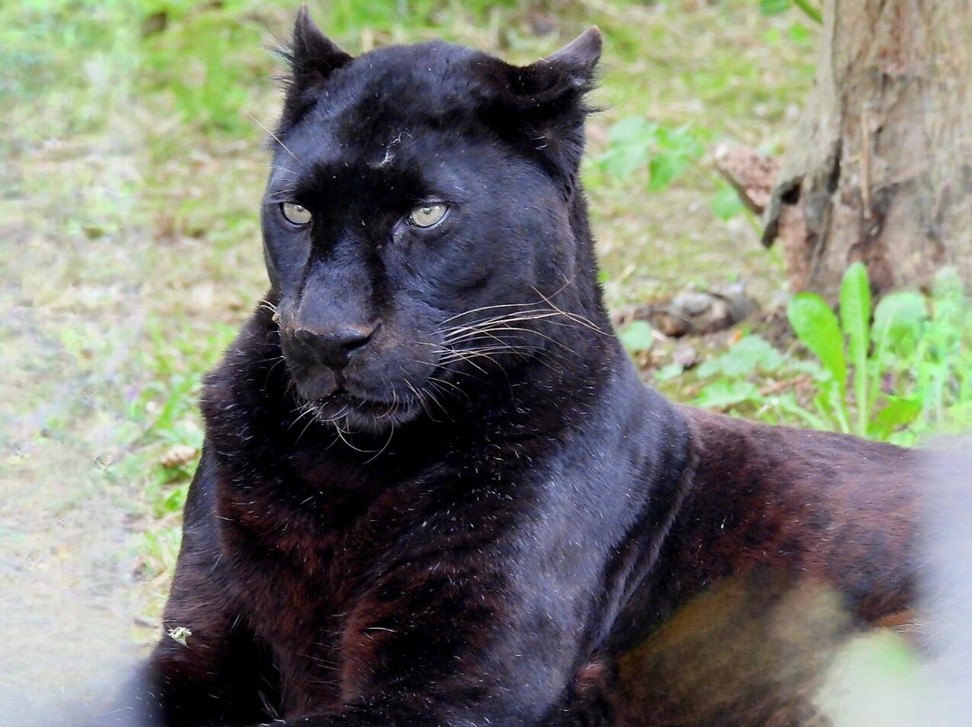 Lincolnshire Wildlife Park-Friskney必去景点