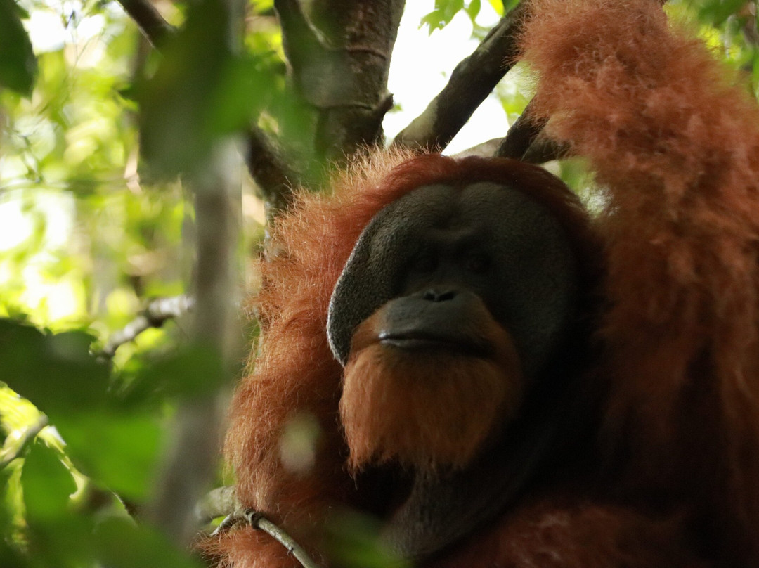 Sumatra Tour Adventures-武吉拉旺必去景点