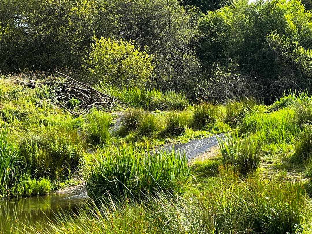 Knepp Wildland Safaris-霍舍姆必去景点