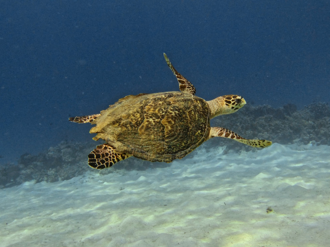 Bali Hai Diving Menjangan-班玉威当必去景点