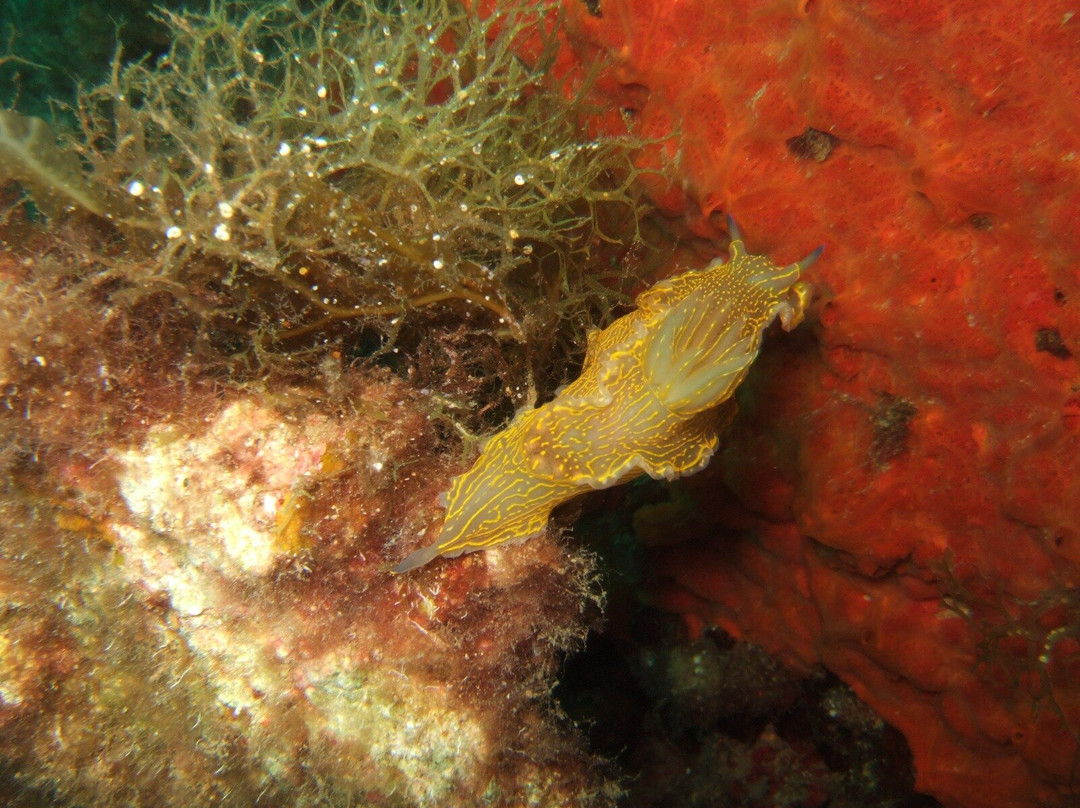 New Dimension Scuba-圣保罗湾城必去景点
