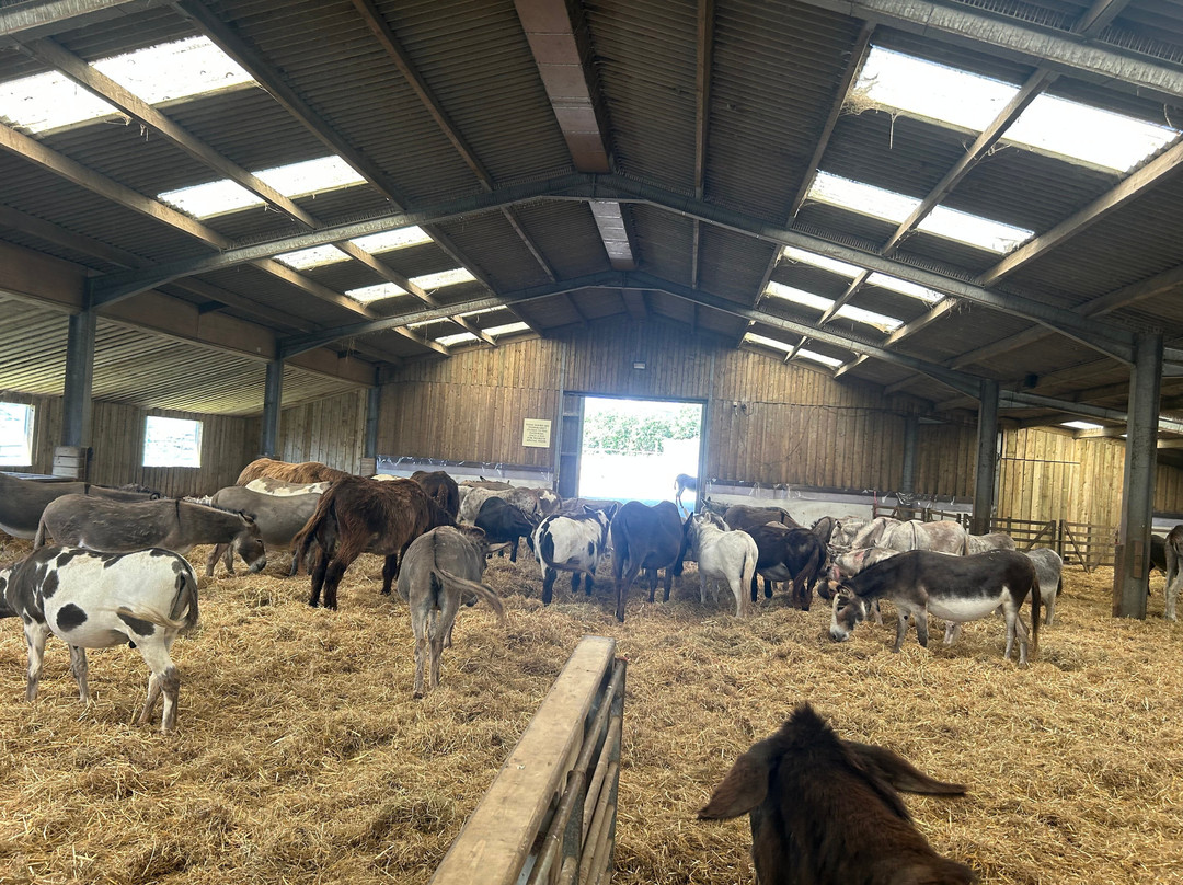 The Flicka Foundation - Donkey Sanctuary-Penryn必去景点