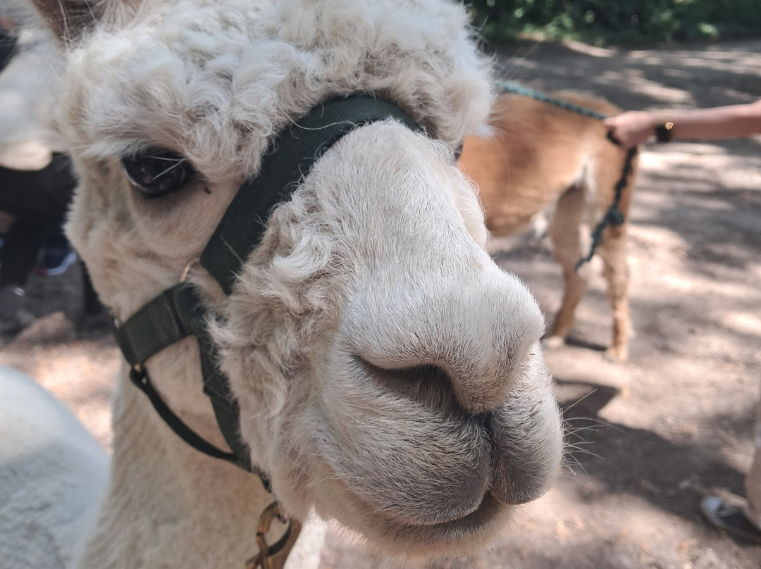 Woodland View Alpacas-Birchington必去景点