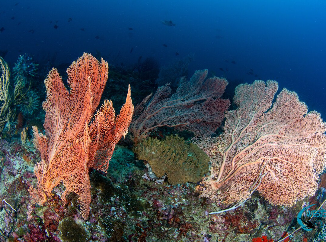 West Bali Diving And Snorkeling-Sumberkima必去景点