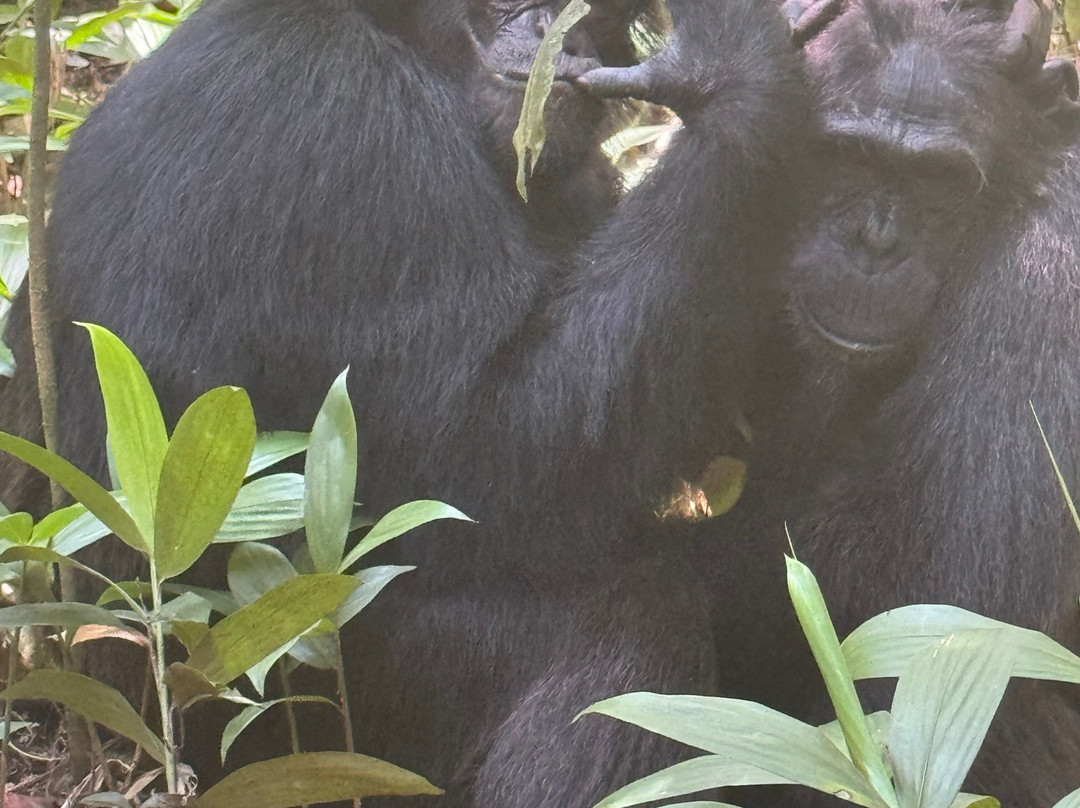 Go Gorilla Trekking-吉佳利必去景点