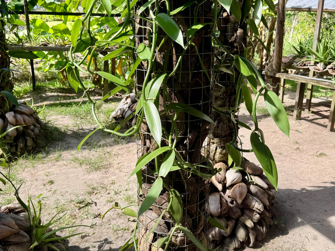 Praslin Museum-普拉兰岛必去景点