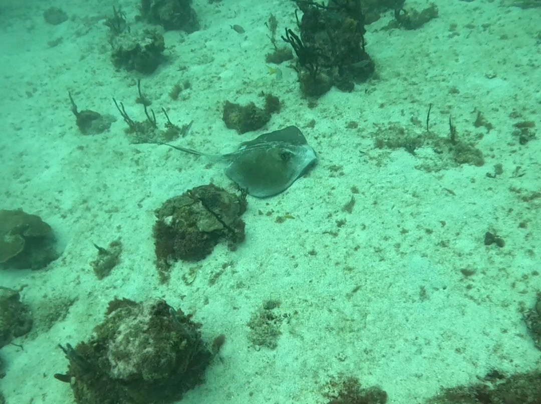 Aquanauts Grenada-True Blue必去景点