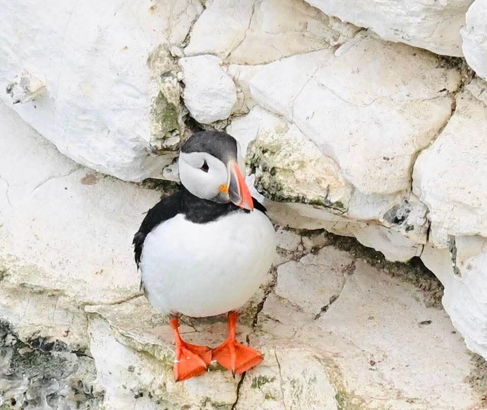 FLamborough Outer Headland-Flamborough必去景点