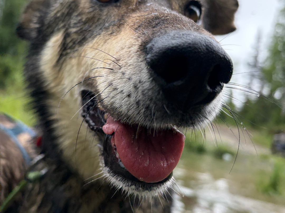 The Alaska Dogstead Mushing Company-Big Lake必去景点