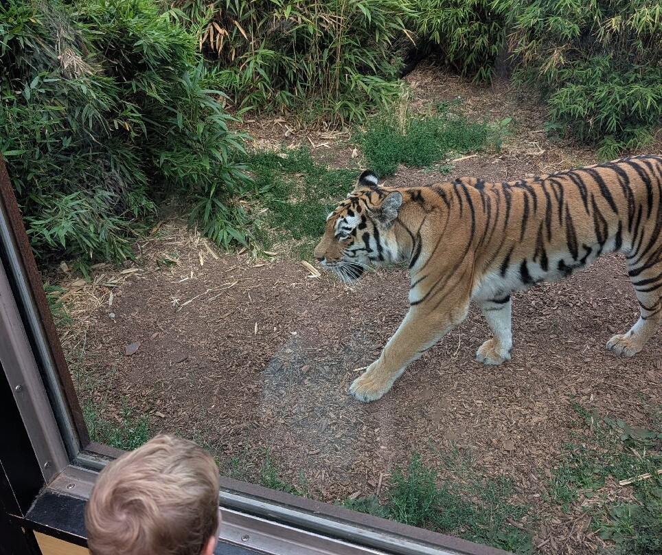 Colchester Zoo-科尔切斯特必去景点