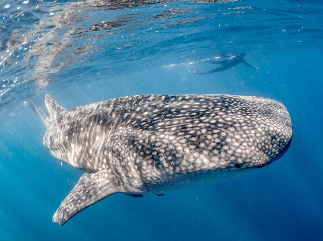 Ningaloo Whaleshark Swim-埃克斯茅斯必去景点