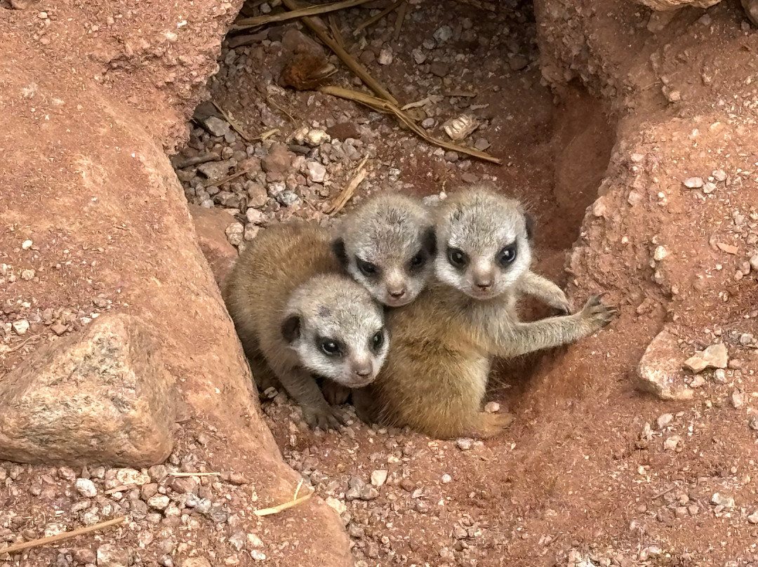 Dartmoor Zoological Society-Sparkwell必去景点