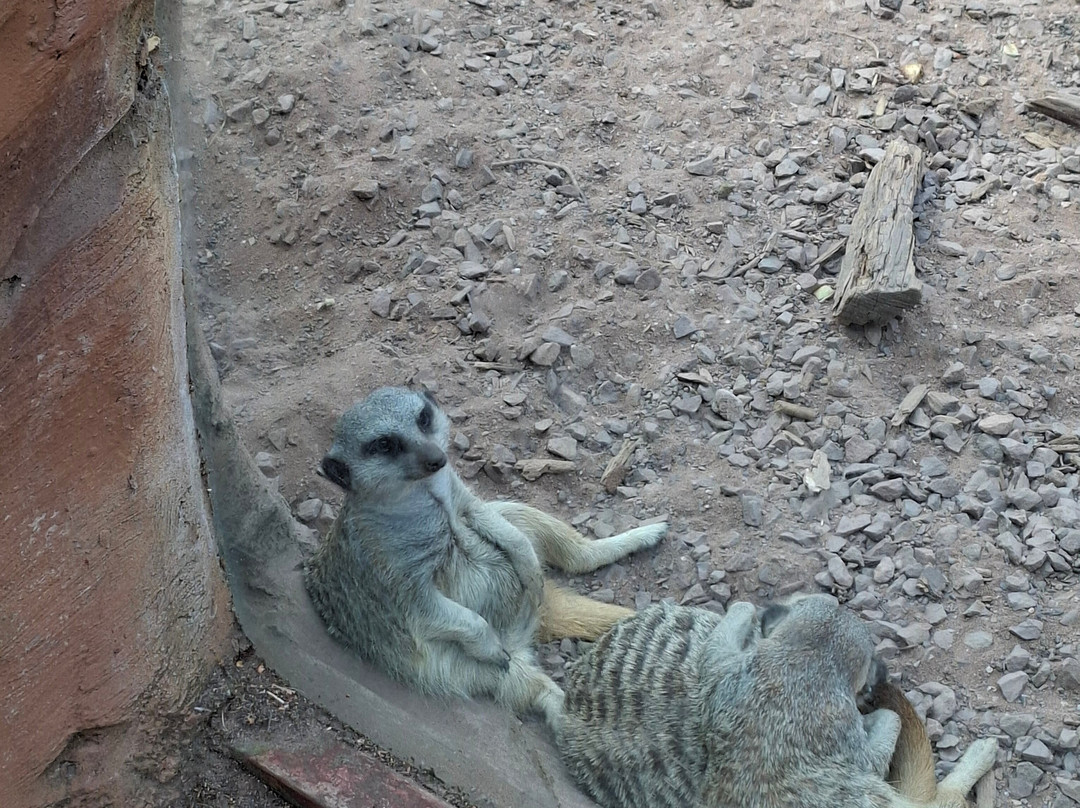 Exotic Zoo Wildlife Park + Natural History & Dino Museum-特尔福德必去景点