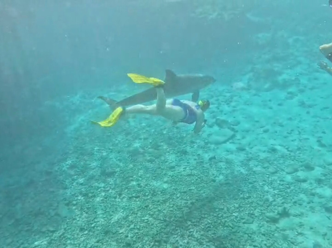 Dolphin Academy Curacao-威廉斯塔德必去景点