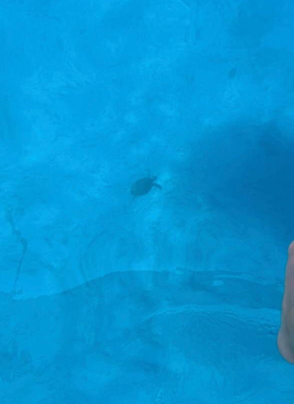 Glass Bottom Boat Trip-Pefkos必去景点