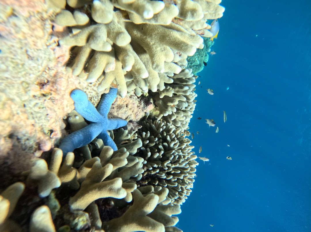 Menjangan Tour Snorkeling & Diving-Pejarakan必去景点