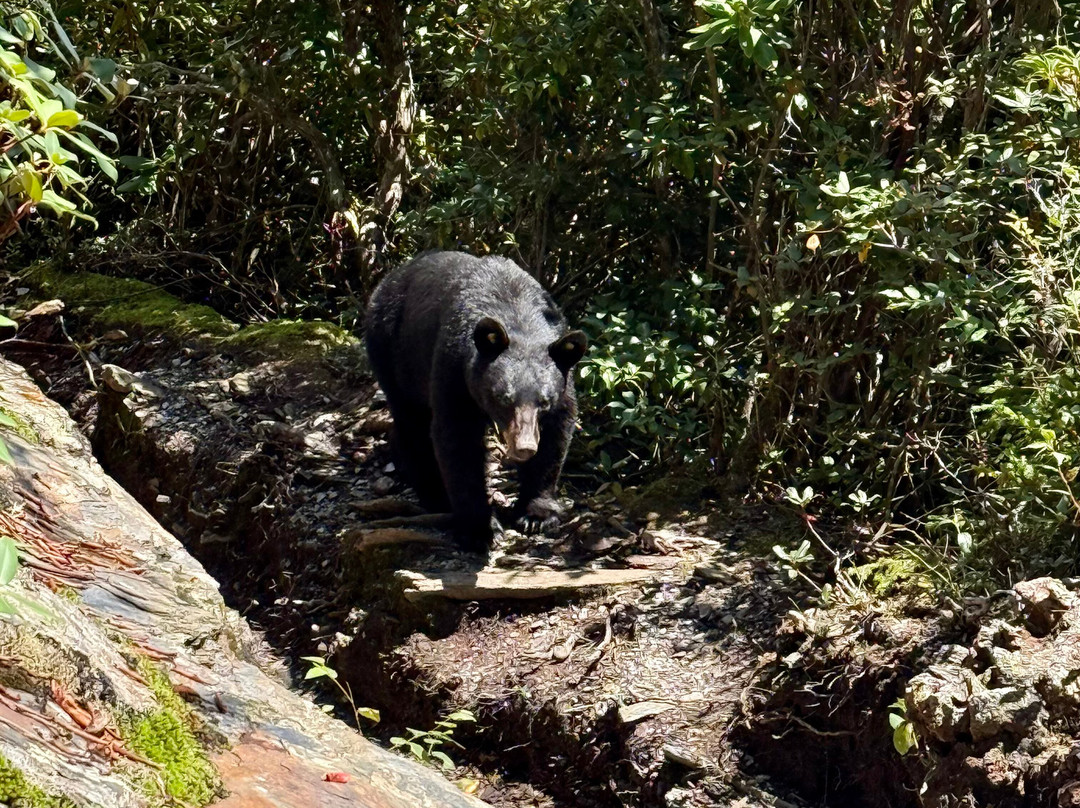 Mount LeConte-大雾山国家公园必去景点