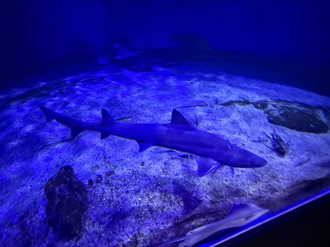 Aquarium Cabrera - Centro de Visitantes Ses Salines o Centro Interpretacion Cabrera-Colonia de Sant Jordi必去景点