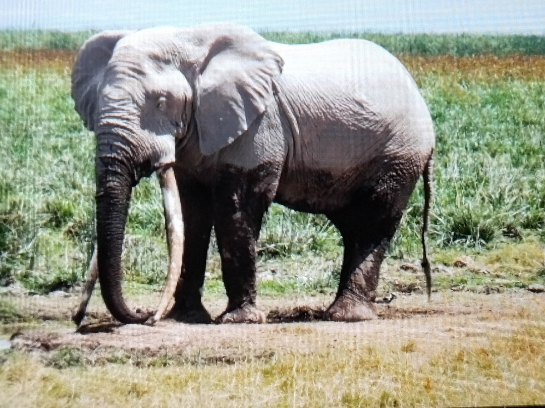 Amboseli National Park-Amboseli Eco-system必去景点