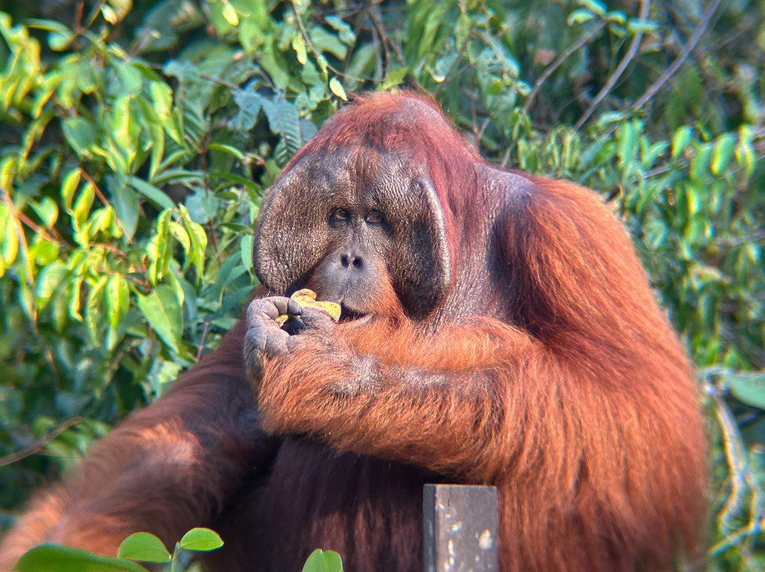 Orangutan Houseboat Tour-Kumai必去景点