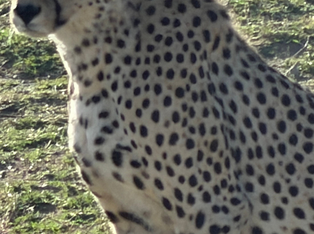 Regal African Safaris-Usa River必去景点