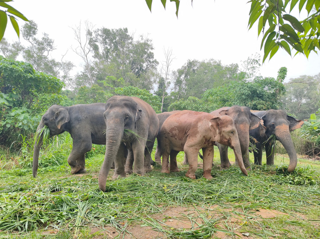The Lake Phuket Elephant Home-Thep Krasatti必去景点