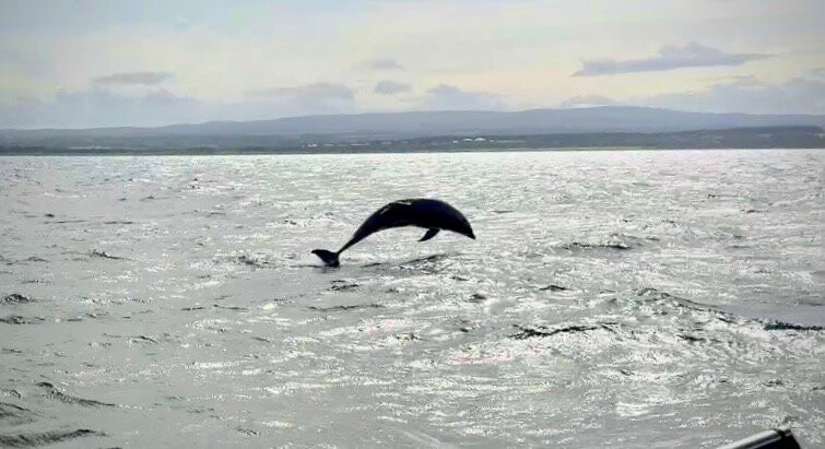 Dolphin Trips Avoch-Avoch必去景点